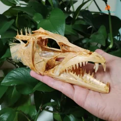 15CM Genuine Hairtail & Angler Skull - Image 2