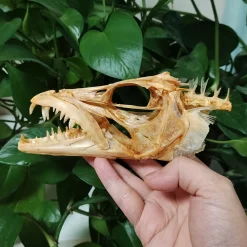 15CM Genuine Hairtail & Angler Skull - Image 5