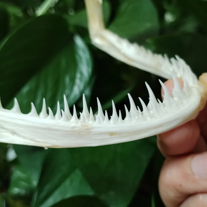 15CM Genuine Hairtail Fish Skull Large Swordfish Skull Animal Skeleton Specimen Model Taxidermy Science Education Collectibles