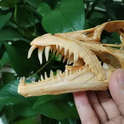 15CM Genuine Hairtail & Angler Skull - Image 3
