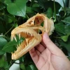15CM Genuine Hairtail & Angler Skull