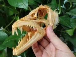 15CM Genuine Hairtail & Angler Skull