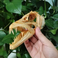 15CM Genuine Hairtail & Angler Skull