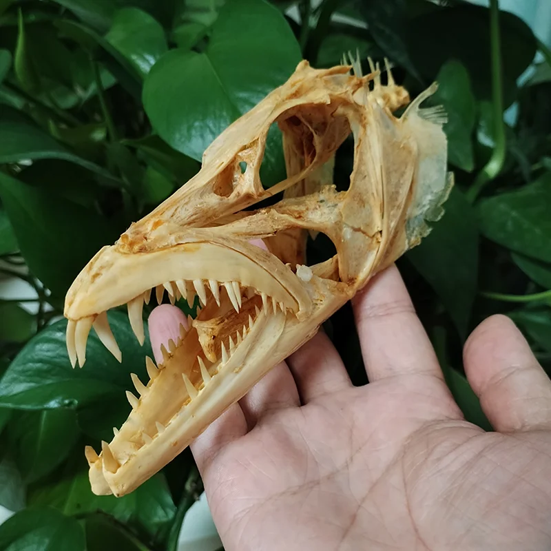 15CM Genuine Hairtail Fish Skull Large Swordfish Skull Animal Skeleton Specimen Model Taxidermy Science Education Collectibles
