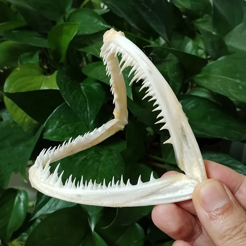 15CM Genuine Hairtail Fish Skull Large Swordfish Skull Animal Skeleton Specimen Model Taxidermy Science Education Collectibles