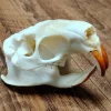 Myocastor Coypus Skull Authentic Taxidermy