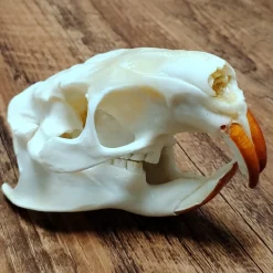 Myocastor Coypus Skull Authentic Taxidermy
