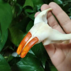 Myocastor Coypus Skull Authentic Taxidermy - Image 5