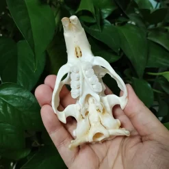 Myocastor Coypus Skull Authentic Taxidermy - Image 4