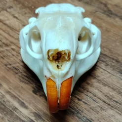 Myocastor Coypus Skull Authentic Taxidermy - Image 2