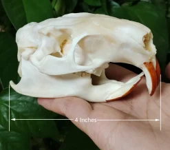 Myocastor Coypus Skull Authentic Taxidermy - Image 6