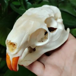 Myocastor Coypus Skull Authentic Taxidermy - Image 3